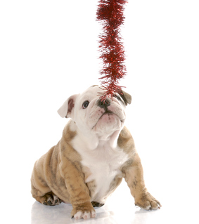 Holiday Christmas Dog and Garland 2 Holiday Christmas Dog and Garland 2
