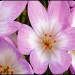 autumn crocus 2