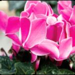 cyclamen 2