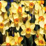 daffodils 2