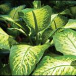 dieffenbachia