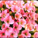 kalanchoe