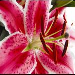 lilies