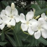 oleander