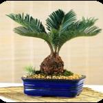 sago palm 2